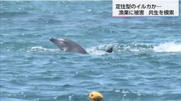 イルカ被害で2500万円の損失も…漁業者が直面する「深刻な食害」賢い野生イルカとの「共生」を模索