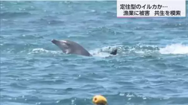 イルカ被害で2500万円の損失も…漁業者が直面する「深刻な食害」賢い野生イルカとの「共生」を模索