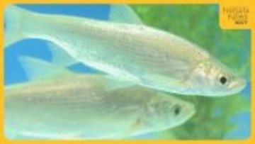 馬に似ていないのに…新潟の水族館に“馬魚”？由来は後醍醐天皇の愛馬に「調べるとおもしろい発見ある」