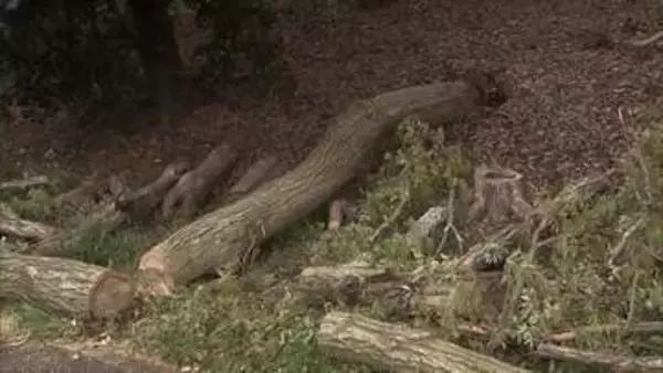 動物園近くでクヌギの木が倒れる　強風が影響か「倒木で道路の片側をふさいでいる」と通報　千葉市