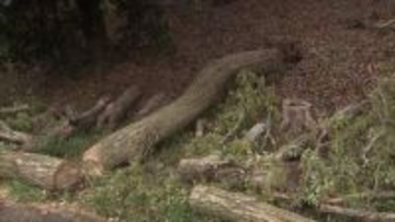 動物園近くでクヌギの木が倒れる　強風が影響か「倒木で道路の片側をふさいでいる」と通報　千葉市