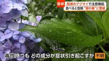 実は毒性を持つ“アジサイの葉”食中毒も　誤食に注意喚起　専門家「嘔吐やめまい、顔面紅潮といった症状」