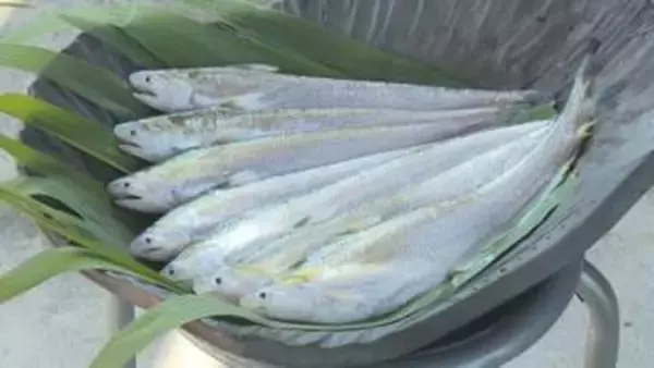 ｢弘法大師が浮かべた葉が魚に変わった｣という伝承も残る“幻の魚”エツ 環境変化や乱獲などで絶滅危惧種に指定 人工孵化に取り組む人たち 【福岡発】
