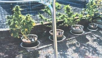 “夫婦でガーデニング”実は自宅テラスで「大麻草」栽培　別の事件で家宅捜索、発見し夫婦を逮捕　鹿児島・姶良市