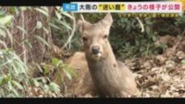 大阪の“迷いシカが奈良出身”だったら…奈良県知事“単独”インタビューに「科学的に分析して“シカ”るべき対策を」奈良公園が抱える「過密」背景に「人間が与える食料」で“乱れた野生サイクル「昔は冬越せず…」