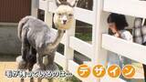 「モフモフじゃない！涼しそうなアルパカ　ゴールデンウィーク明け恒例の散髪姿　なぜ頭の毛だけ残すのか聞いてみた」の画像1