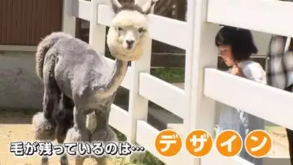 モフモフじゃない！涼しそうなアルパカ　ゴールデンウィーク明け恒例の散髪姿　なぜ頭の毛だけ残すのか聞いてみた