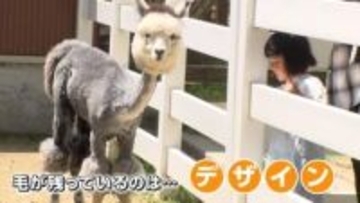 モフモフじゃない！涼しそうなアルパカ　ゴールデンウィーク明け恒例の散髪姿　なぜ頭の毛だけ残すのか聞いてみた