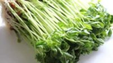 豆苗の育て方と簡単レシピ！スープにサラダにベーコン巻きに…栄養豊富で収穫も楽しいコスパ最強野菜の活用術