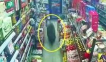 「逃げるしかない」巨大イノシシが中国のスーパーマーケットに侵入　インドの人気観光地の駐車場には野生のトラ