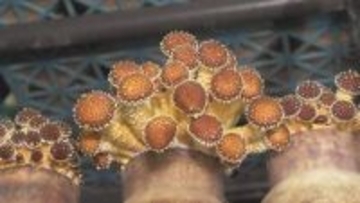 食べられる？見た目に驚く“幻のキノコ” 味と食感の良さで海外へも販路広がる『博多すぎたけ』の魅力とは【福岡発】