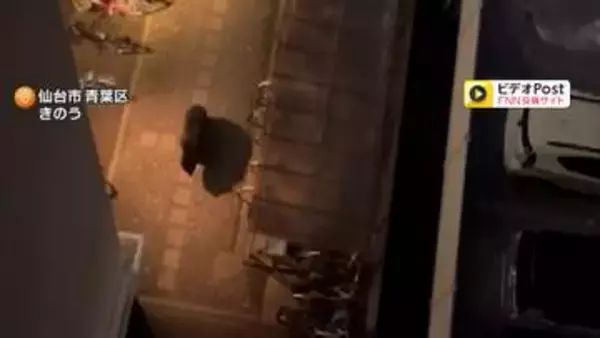 住宅街にいたクマ駆除　体長1.5m重さ125kgのオスを緊急銃猟　目撃相次いだ個体か　仙台市