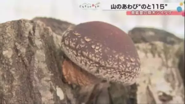 「こんなの食べたことない」奥能登の原木シイタケ「のと115」が能登半島地震からの復興のシンボルに… 21店舗で味わえるフェア開催