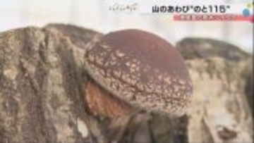 「こんなの食べたことない」奥能登の原木シイタケ「のと115」が能登半島地震からの復興のシンボルに… 21店舗で味わえるフェア開催