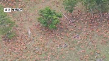 「想像以上」地面を覆い尽くすシカの大群「数百頭」　長野県内で急増…約10年で推定約7万頭増える　一帯は車で近づけない“捕獲困難地”　生態系や山の保水力への悪影響を懸念　南アルプスで撮影