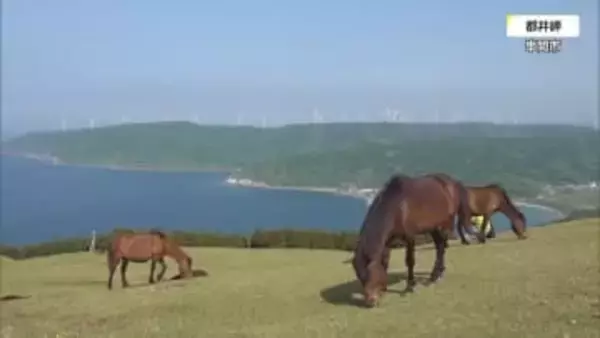 2026年「午年」都井岬の野生馬＝御崎馬を見に行こう！「野焼き」「春駒」「馬追い」「季節の花」1年を通した都井岬の見どころ総まとめ　お正月情報も！