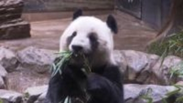 上野動物園パンダ事前予約8日まで…シャオシャオとレイレイ観覧最終日25日は最大4400人　1月下旬に中国返還