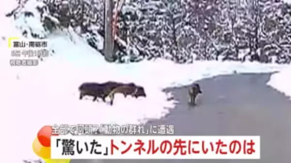 動物集団との予期せぬ遭遇　一斉に車道を走り出す5頭のイノシシ…暗闇の中、ヘッドライトの前を横切る4頭のシカも