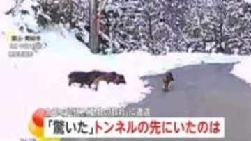 動物集団との予期せぬ遭遇　一斉に車道を走り出す5頭のイノシシ…暗闇の中、ヘッドライトの前を横切る4頭のシカも