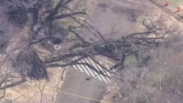 桜の名所・砧公園で桜の木が倒れ女性下敷きに　他の木の点検作業進む