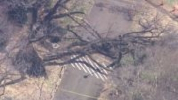 桜の名所・砧公園で桜の木が倒れ女性下敷きに　他の木の点検作業進む