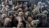 「「AI画像では？」家を埋め尽くす264匹の犬たち　痛ましい光景に救出スタッフ「全員が涙」　多頭飼育崩壊が急増する背景　イギリス」の画像1