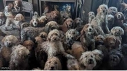 「AI画像では？」家を埋め尽くす264匹の犬たち　痛ましい光景に救出スタッフ「全員が涙」　多頭飼育崩壊が急増する背景　イギリス
