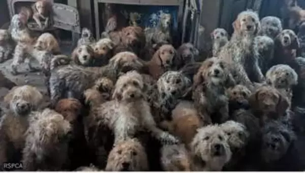 「AI画像では？」家を埋め尽くす264匹の犬たち　痛ましい光景に救出スタッフ「全員が涙」　多頭飼育崩壊が急増する背景　イギリス