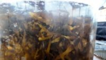 魚のすみか「藻場」再生へ　海水温の上昇や魚による食害などで30年で半分以下に　神奈川