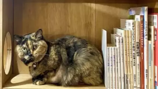 店員は“元保護猫”、置いてあるのは“猫本”だけ。命を救えなかった後悔と行き場のない猫との出会いから生まれた書店