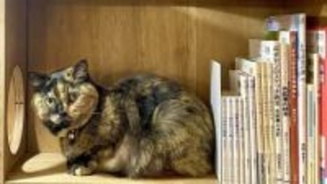 店員は“元保護猫”、置いてあるのは“猫本”だけ。命を救えなかった後悔と行き場のない猫との出会いから生まれた書店