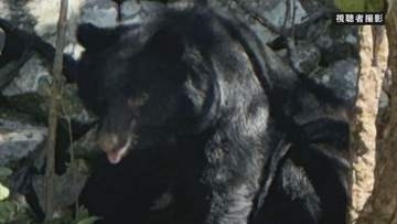 兵庫県「ドングリ類が不作の見通しでツキノワグマの出没が多くなる可能性高い」注意呼びかけ　クマの目撃相次ぐ　兵庫県で県内初「緊急銃猟」実施　丹波市氷上町・宍粟市・豊岡市但東町に出没　奈良・明日香村でも…