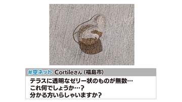 あなたの庭にも落ちてない？　無数の“透明なゼリー状の物体”がテラスに　その正体は…卵かも