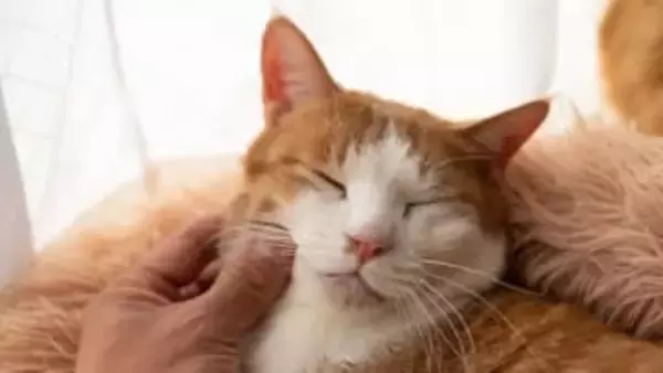 のどをゴロゴロ鳴らすのは「甘え」だけではない。遺伝子からわかった「甘えるくせに攻撃もする」猫の複雑な心理