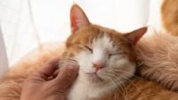 のどをゴロゴロ鳴らすのは「甘え」だけではない。遺伝子からわかった「甘えるくせに攻撃もする」猫の複雑な心理