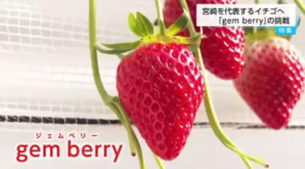 「根元まで赤いイチゴは商品価値がない」は過去の話？ 宮崎発「スターナイト」が覆す常識と1パック100円高の「ジェムベリー」に秘められた価値