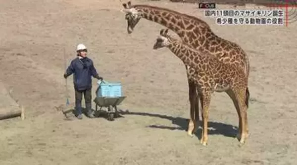 国内に11頭「絶滅危惧種マサイキリン」50年以上つづく命のバトンと子キリン誕生の裏側【宮崎市フェニックス自然動物園】
