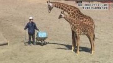 国内に11頭「絶滅危惧種マサイキリン」50年以上つづく命のバトンと子キリン誕生の裏側【宮崎市フェニックス自然動物園】