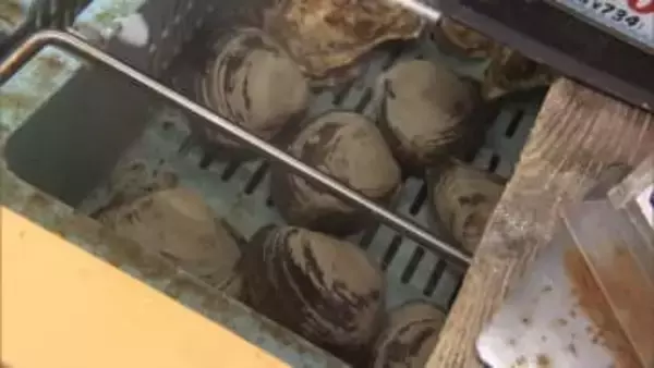 名産・ホッキ貝にも影響…「後発地震注意情報」でホッキ漁を中止する漁協も