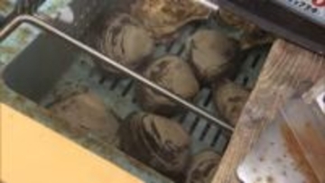 名産・ホッキ貝にも影響…「後発地震注意情報」でホッキ漁を中止する漁協も