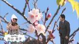 「桜前線は南から北上するのに、なぜ東京が宮崎より先に開花？桜の開花に“冬の寒さ”と“春の暖かさ”の両方が必要なワケとは？ 気象予報士が解説」の画像1