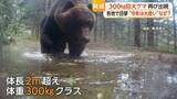 「体重300kgクラス“巨大ヒグマ”が住宅近くの山林に出没　ゴールデンウィークに全国各地でクマ目撃相次ぐ」の画像1