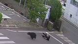 「「クマが逃げております」男女4人襲った“居座り熊”　工場敷地から逃走　近隣の小・中学校は臨時休校　福島市」の画像1