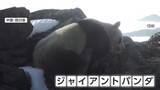 「富士山よりも高い場所でジャイアントパンダを撮影　標高4120メートルのユキヒョウの生息地に現れる　中国・四川省」の画像1