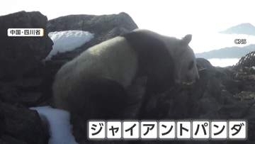 富士山よりも高い場所でジャイアントパンダを撮影　標高4120メートルのユキヒョウの生息地に現れる　中国・四川省