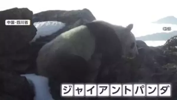富士山よりも高い場所でジャイアントパンダを撮影　標高4120メートルのユキヒョウの生息地に現れる　中国・四川省
