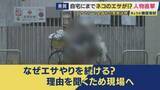 「“迷惑なエサやり”で全国初の書類送検　“いたちごっこ”のエサやり行為　「頼まれて、ここだけ…」　自宅敷地内にエサを撒かれる被害も…　“悪質なエサやり”は罰金の可能性も」の画像1