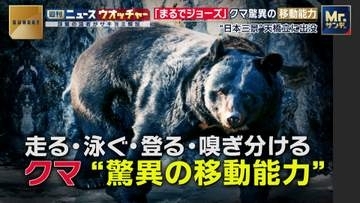 「ウサイン・ボルトのように走り、ジョーズのように速く静かに泳ぐ」意外な場所に出没するクマの“驚異の移動能力”