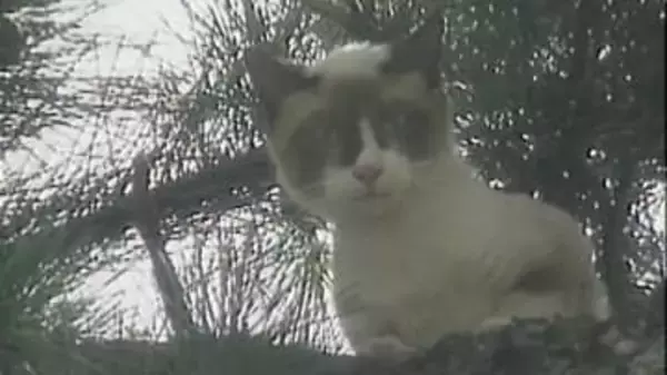 【猫特集】高さ11ｍの木から2日間降りられなくなった子猫の救出劇　「暑さで死んでしまう」消防が駆け付ける（1994年のアーカイブ映像）