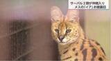 「「猫みたい」九州初のサーバル「イア」「マルス」を公開「大きな耳や可愛らしい行動を見て」」の画像1